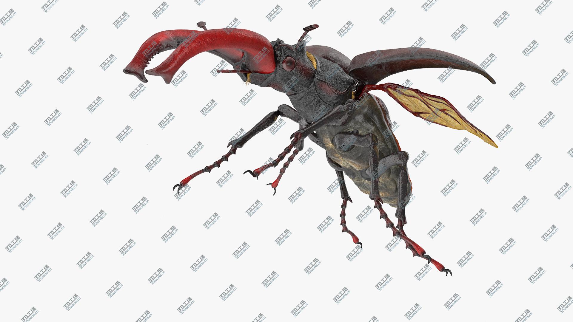 images/goods_img/2021040164/3D Lucanus Cervus Stag Beetle Flying with Fur/2.jpg